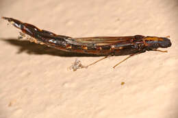 Image of Atractocerus