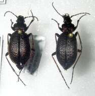 Image of Carabus (Morphocarabus) odoratus Motschulsky 1844