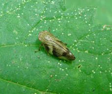 Image of spittlebugs