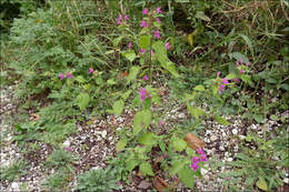 Image of hempnettle