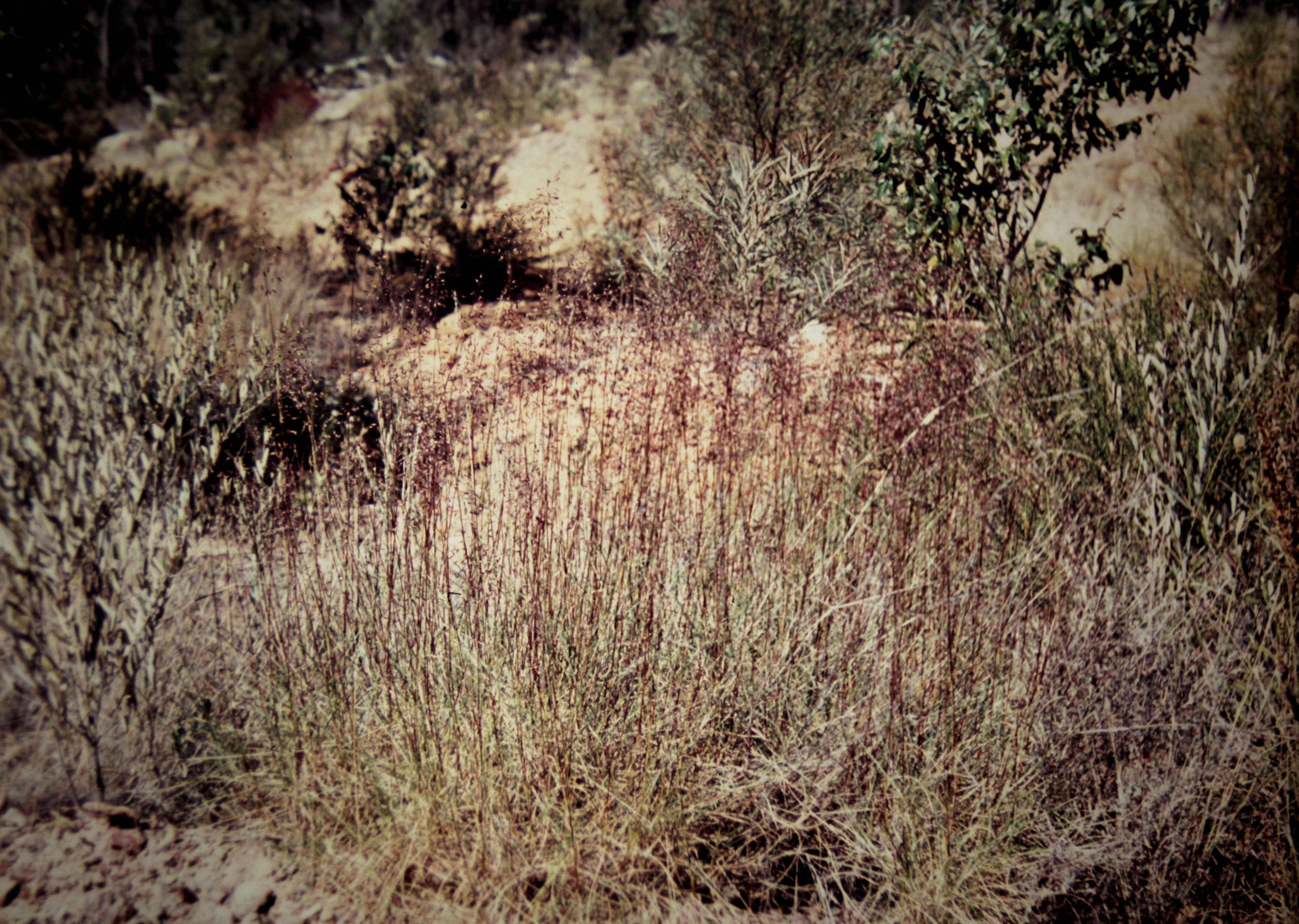 Image of Australian Spinifex
