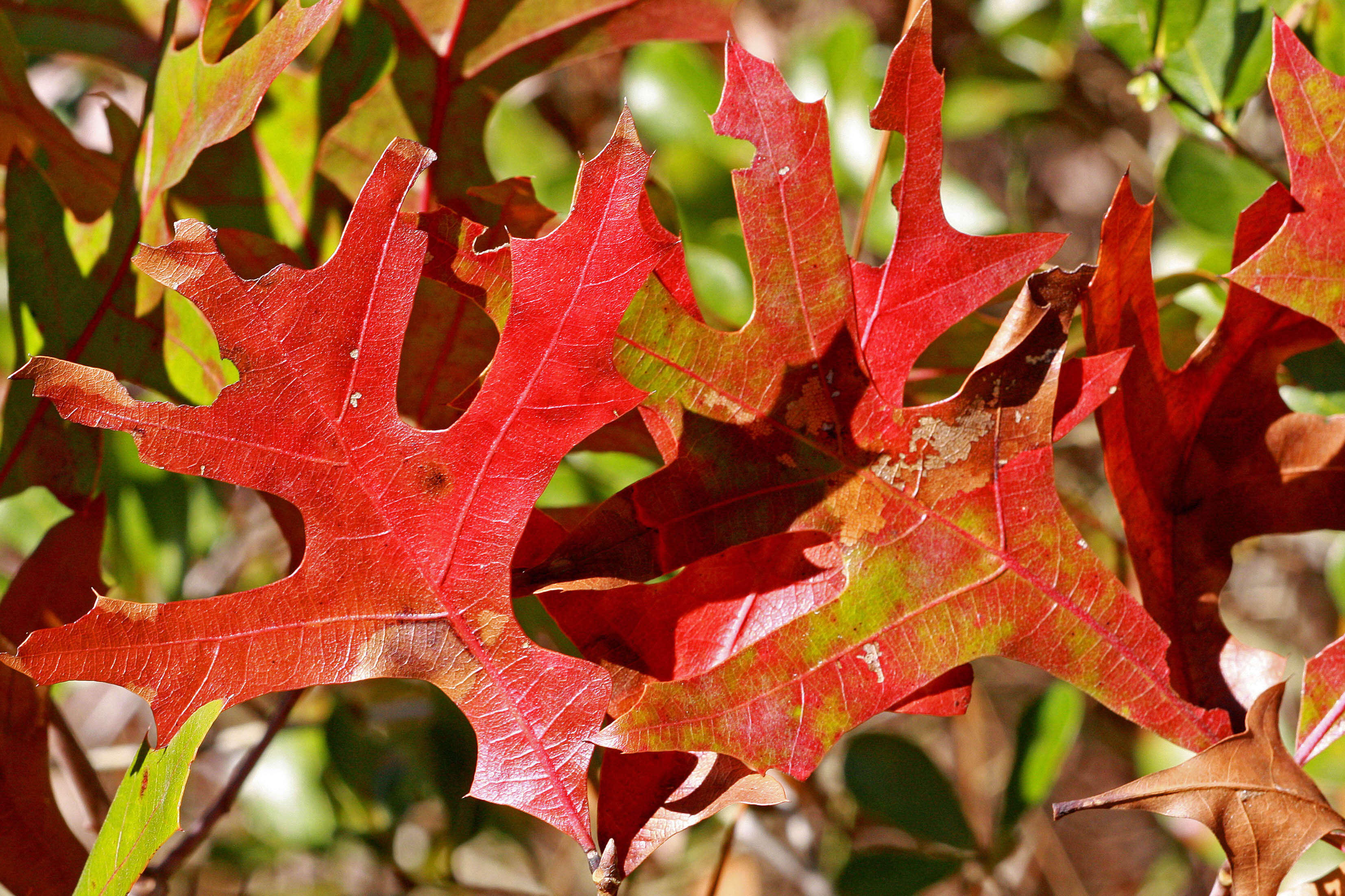 Image of Turkey Oak