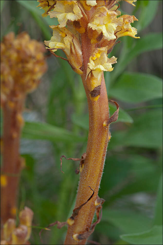 Image of Orobanche laserpitii-sileris Reut. ex Jordan