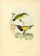 Image of Olive-backed Sunbird