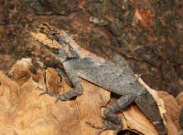 Image of Roux's Forest Calotes