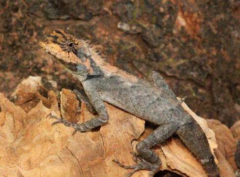 Image of Roux's Forest Calotes