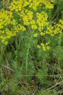 Слика од Euphorbia cyparissias L.