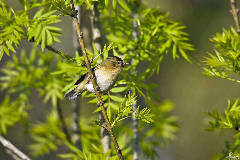 Image of Phylloscopidae