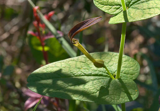 Image of Smearwort