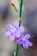 صورة Stephanomeria virgata subsp. pleurocarpa (Greene) Gottlieb