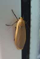 Image of buff footman