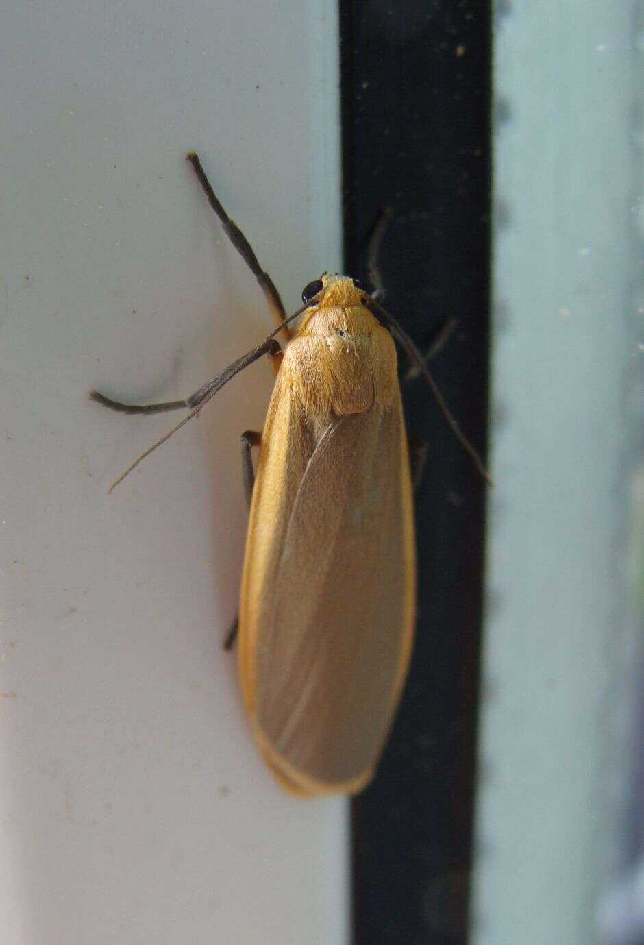 Image of buff footman