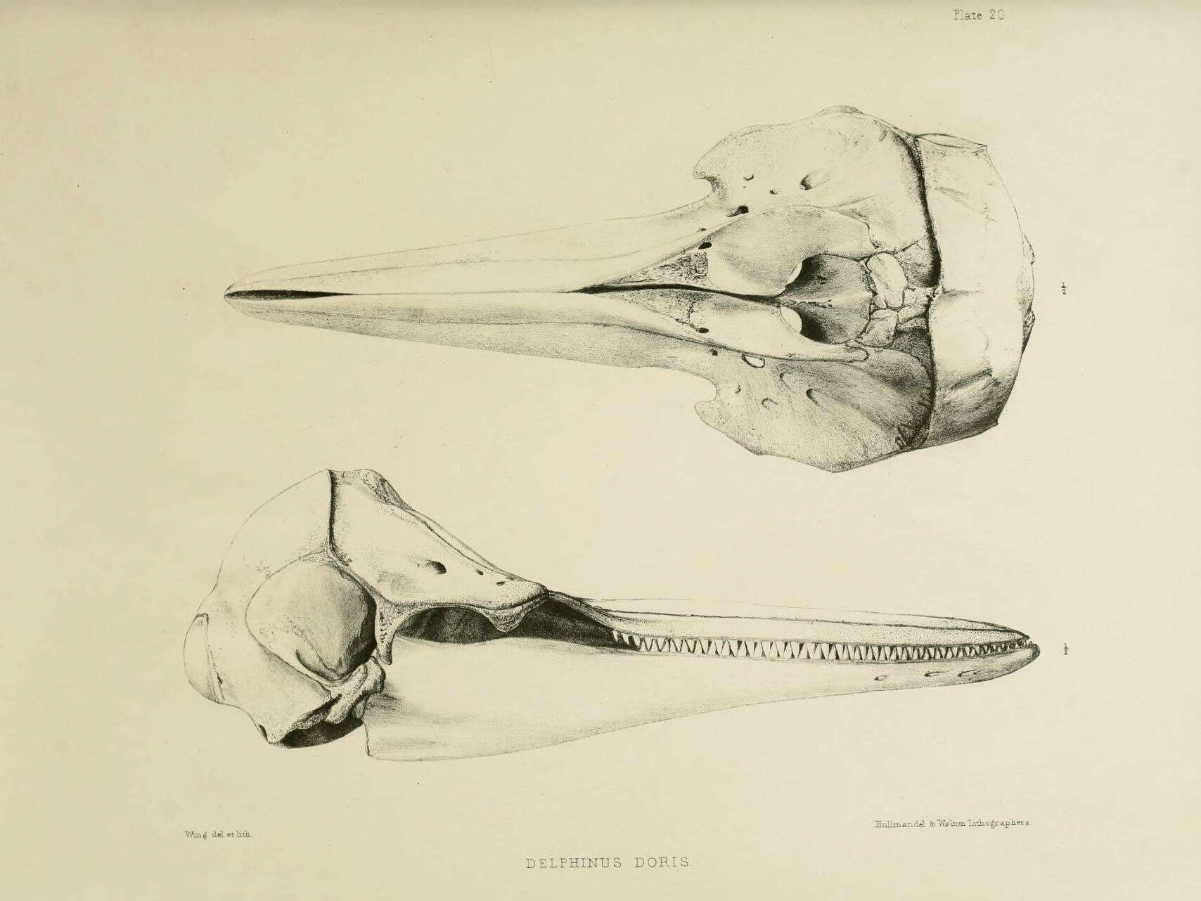 Image of Stenella Gray 1866