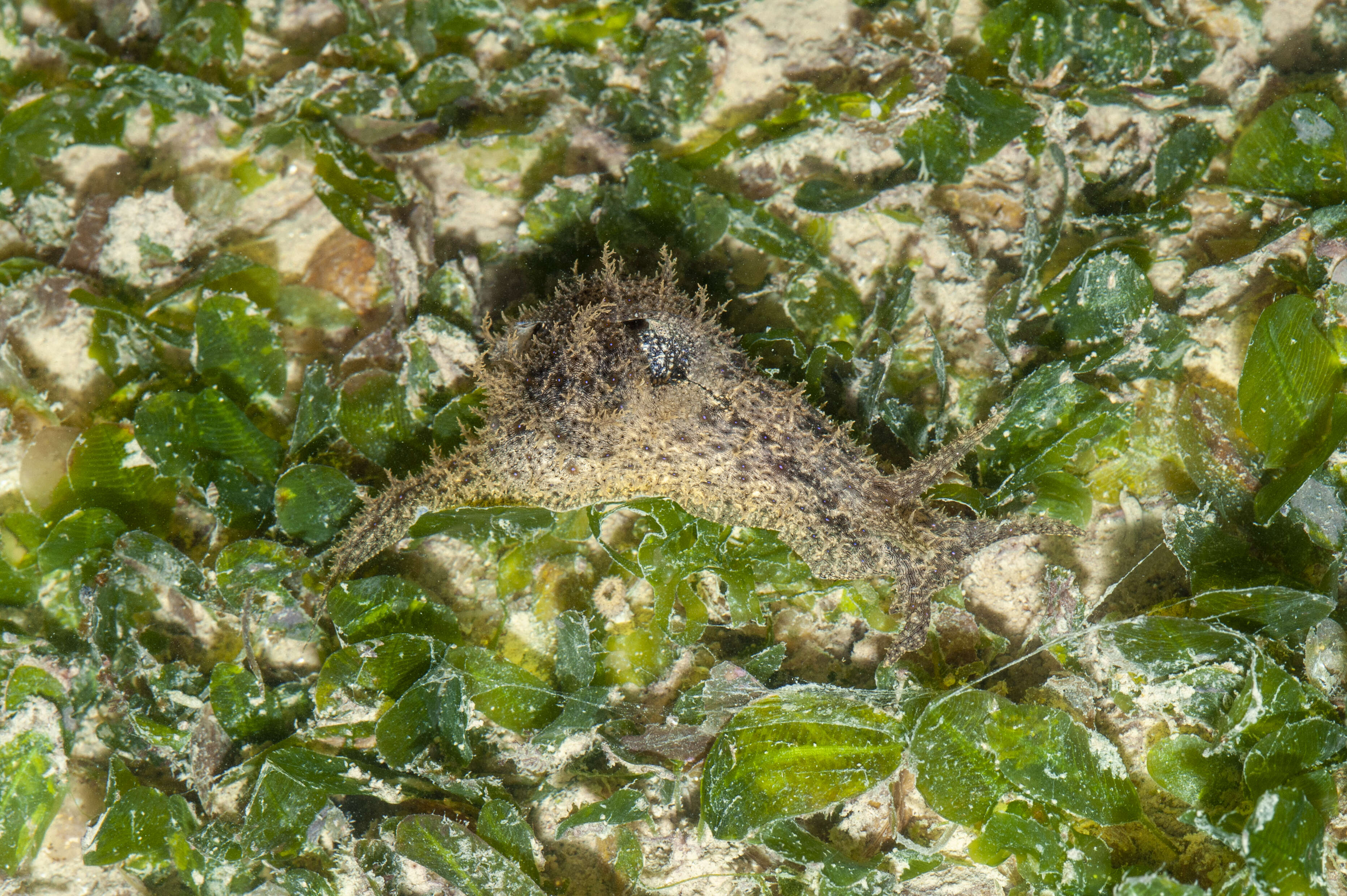 Image of Anaspidea