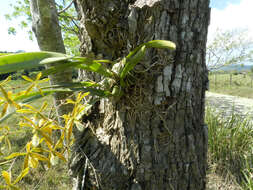 Слика од Encyclia stellata (Lindl.) Schltr.