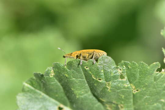 Image of Elongated Bean Weevil