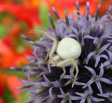 Image of Flower Crab Spiders