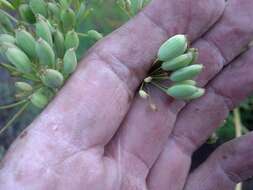 Lomatium multifidum (Nutt.) R. P. Mc Neill & Darrach resmi