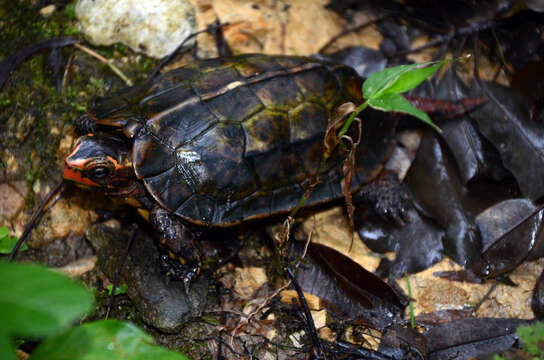 Image of Ryukyu Black-breasted Leaf Turtle