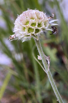 Imagem de Lomelosia graminifolia (L.) W. Greuter & Burdet