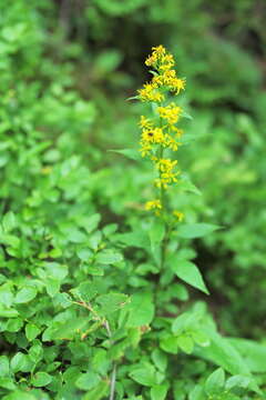 Image of Solidago virgaurea subsp. virgaurea