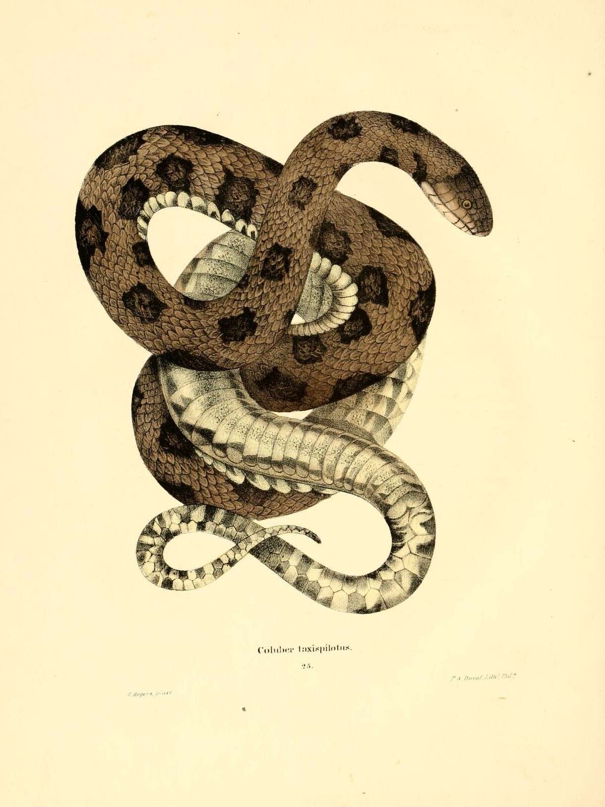 صورة Nerodia Baird & Girard 1853