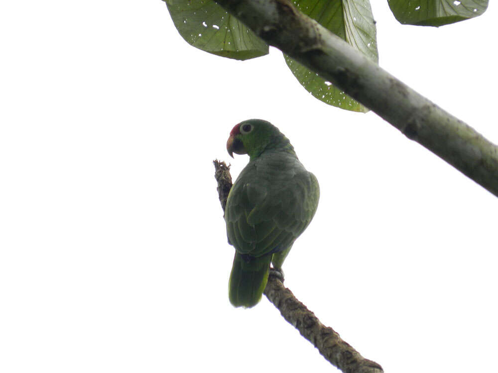 Image of Amazon parrots