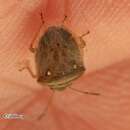 Image of White-spotted Stink Bug