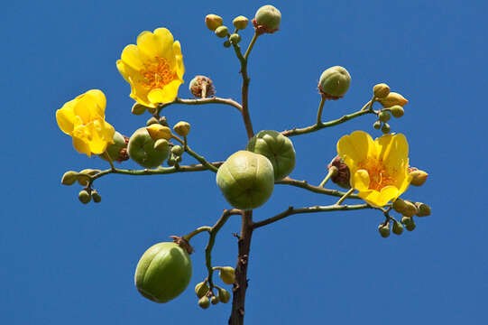 Imagem de Cochlospermum vitifolium (Willd.) Spreng.