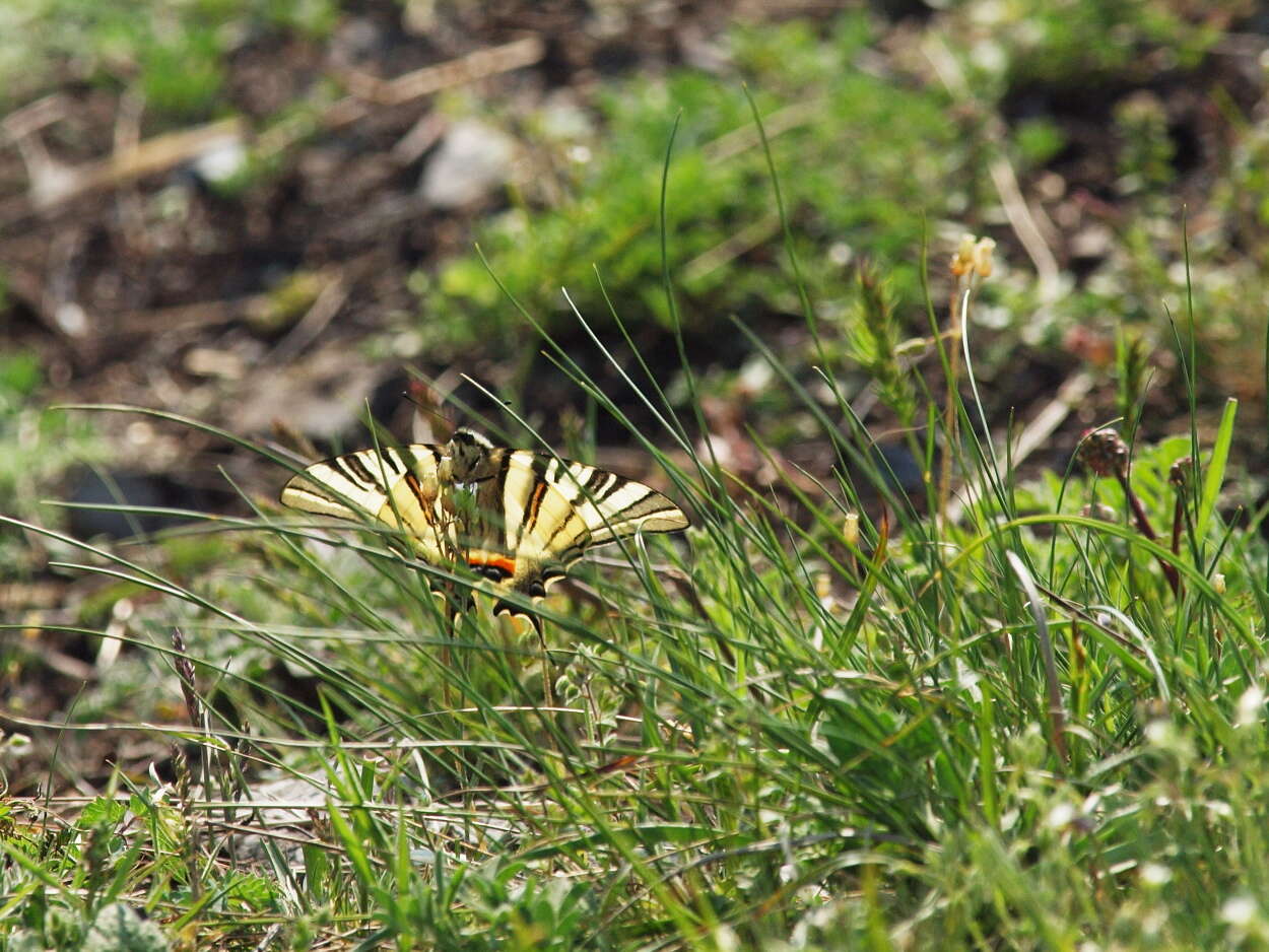 Image of Iphiclides