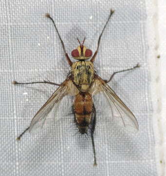 Image of Insecta