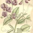 Image of Lathyrus undulatus Boiss.