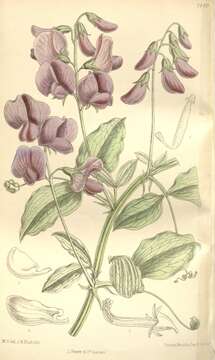 Lathyrus undulatus Boiss. resmi