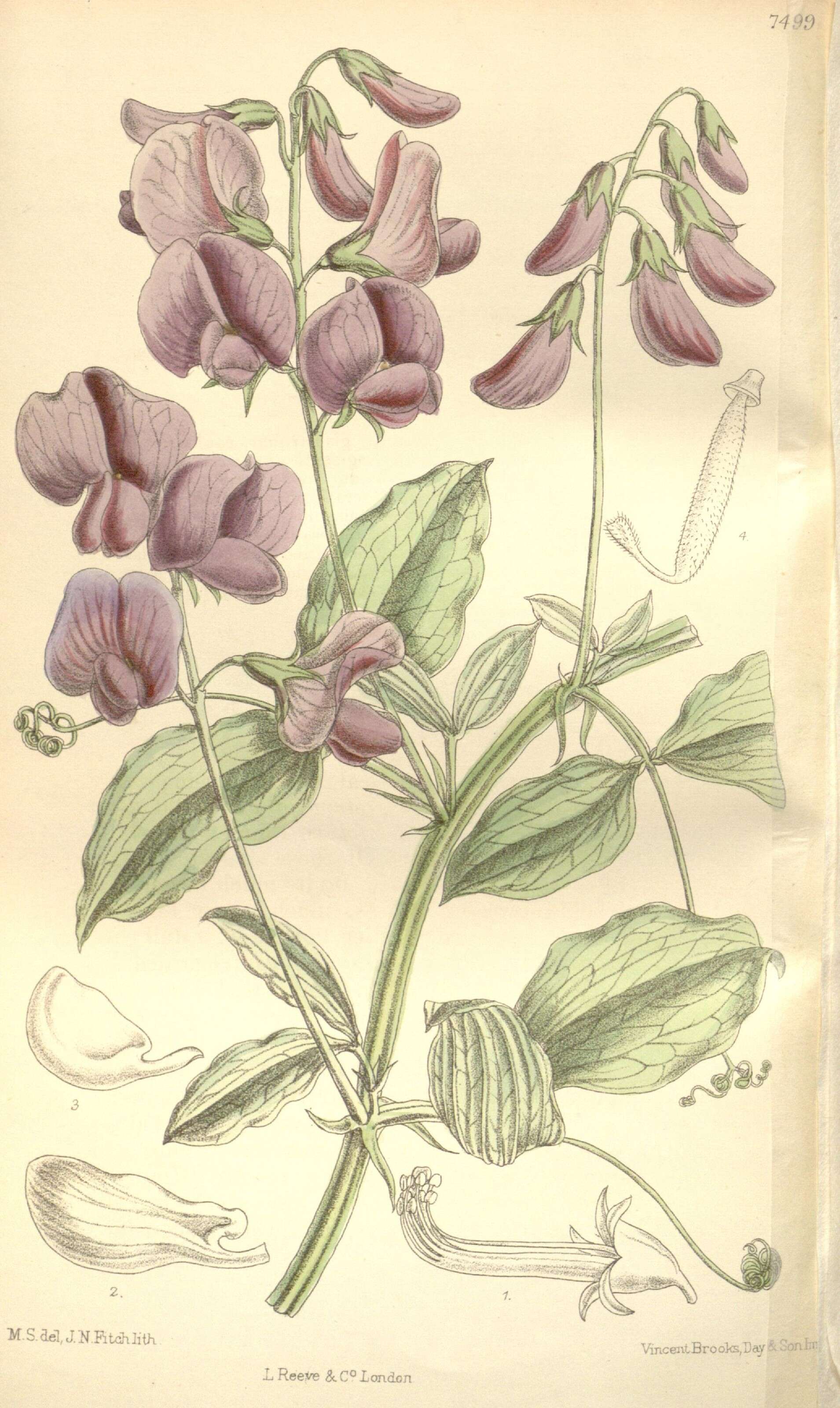 Imagem de Lathyrus undulatus Boiss.