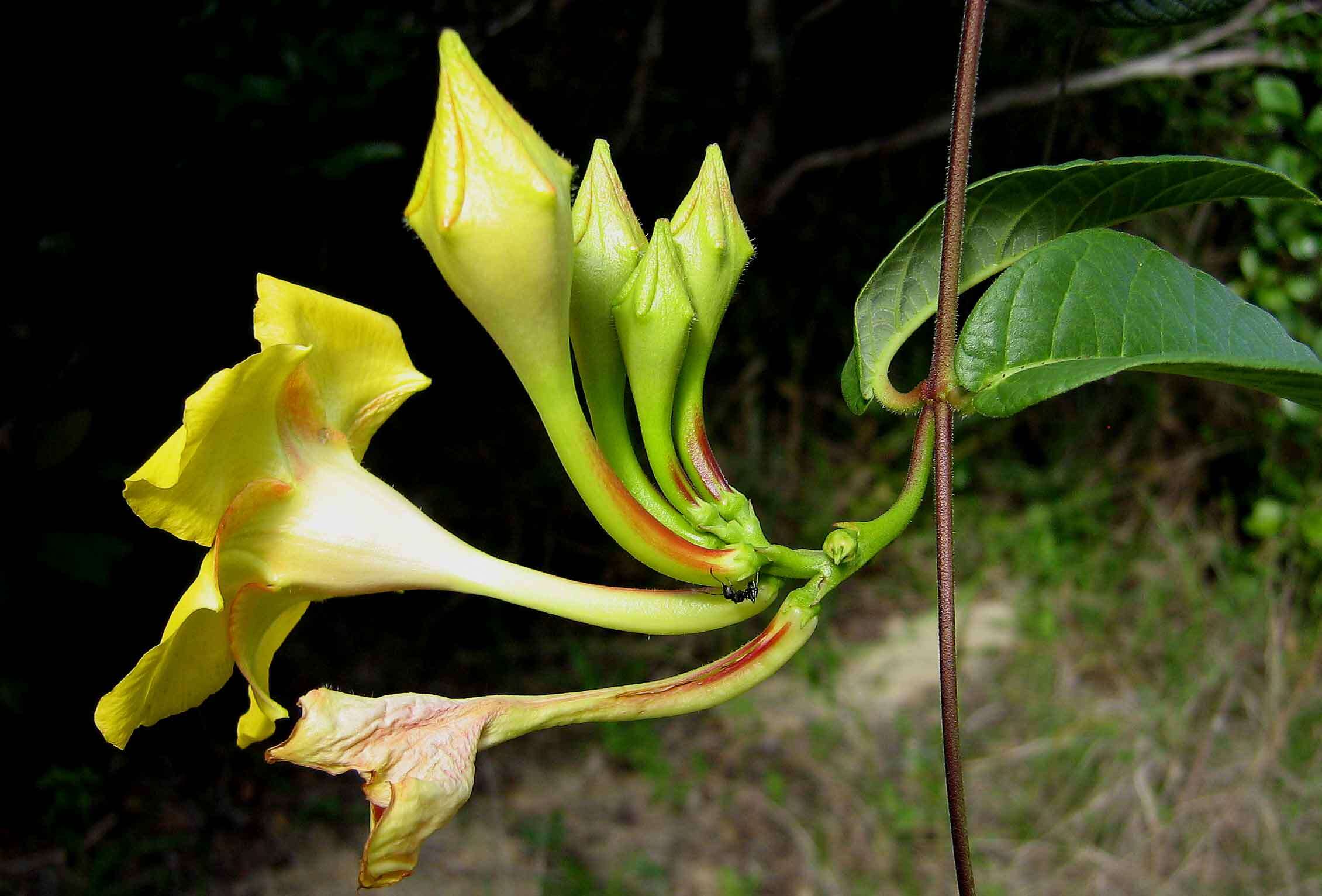 Image of rocktrumpet