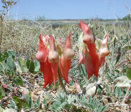 Image of Swainsona formosa (G. Don) J. Thompson