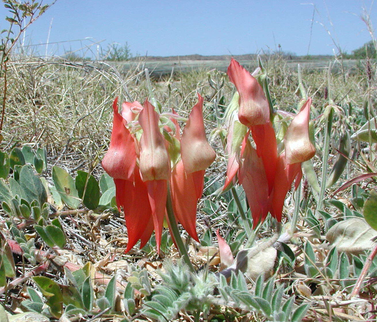 Image of Swainsona formosa (G. Don) J. Thompson