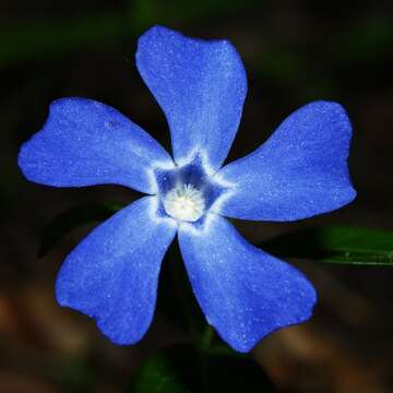 Image of Common Periwinkle