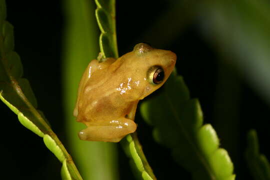 Image of Rainfrogs