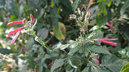 Image of Blood root