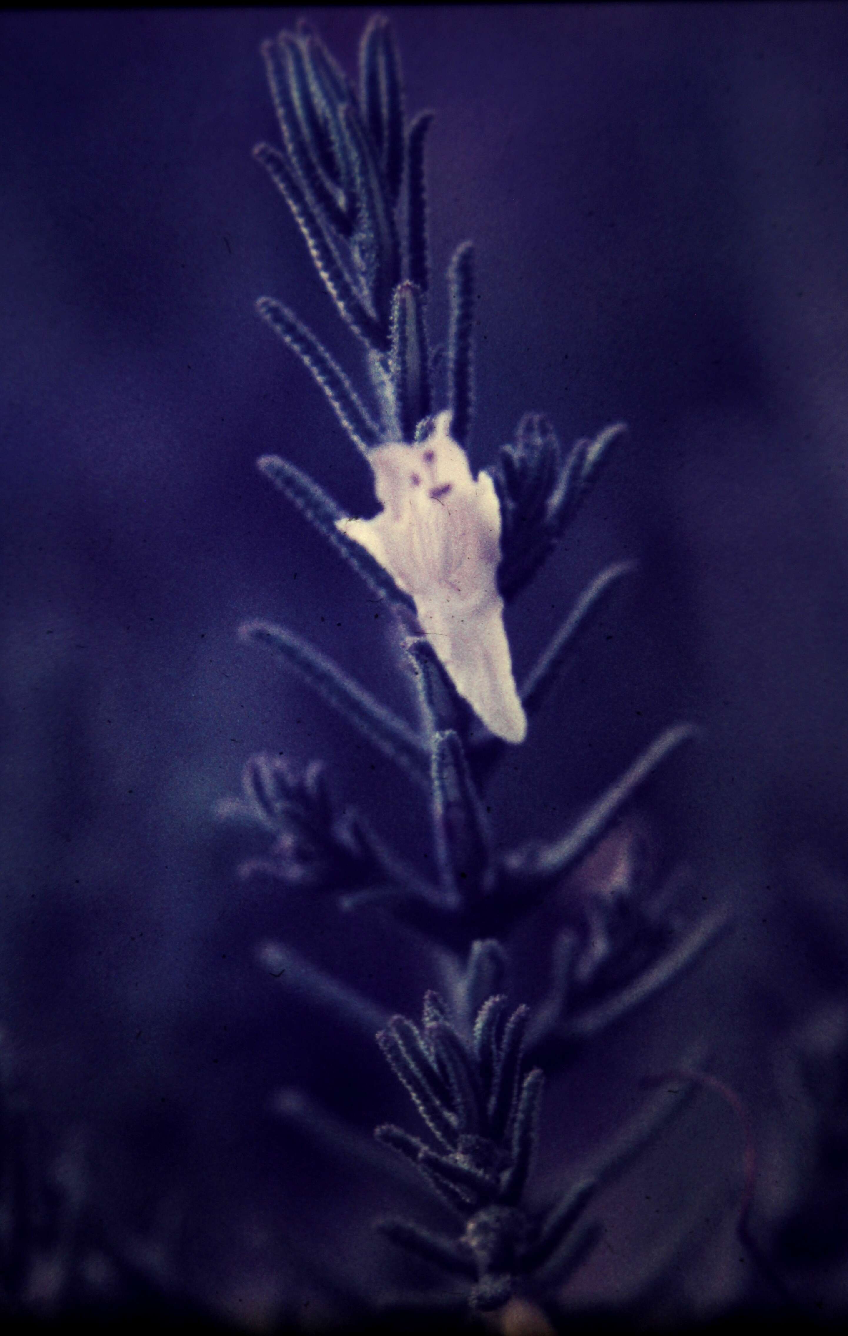 Image of Chloanthes stoechadis R. Br.