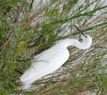 Image of Little Egret