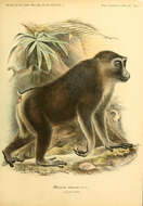 Image de Macaque maure