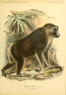 Image of Celebes Macaque