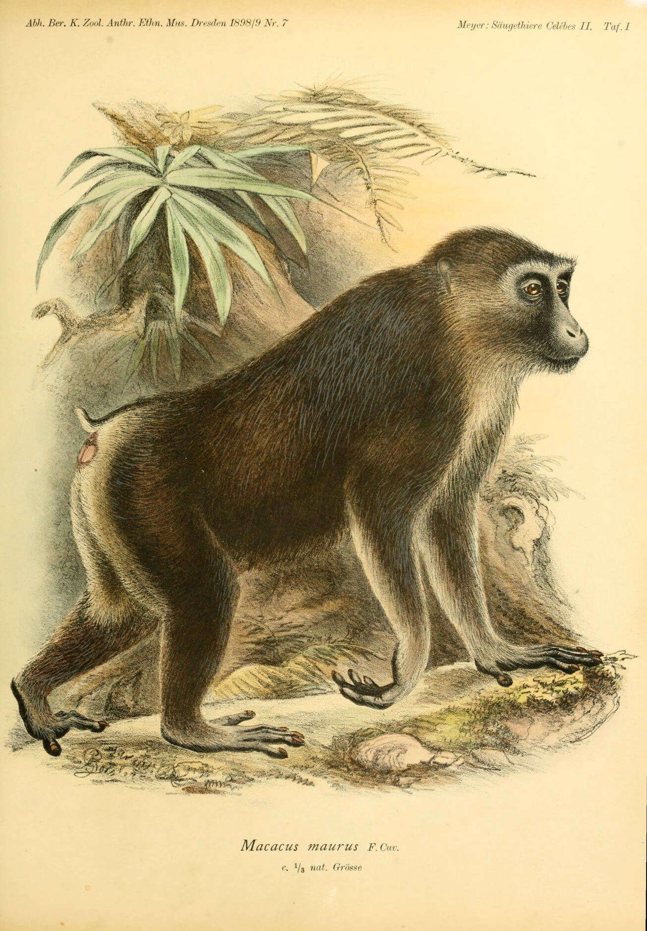 Macaca maura (Schinz 1825) resmi