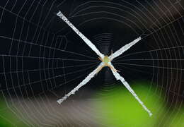 Image of St Andrews cross spider