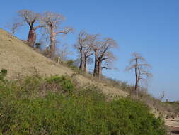 Image of Baobab