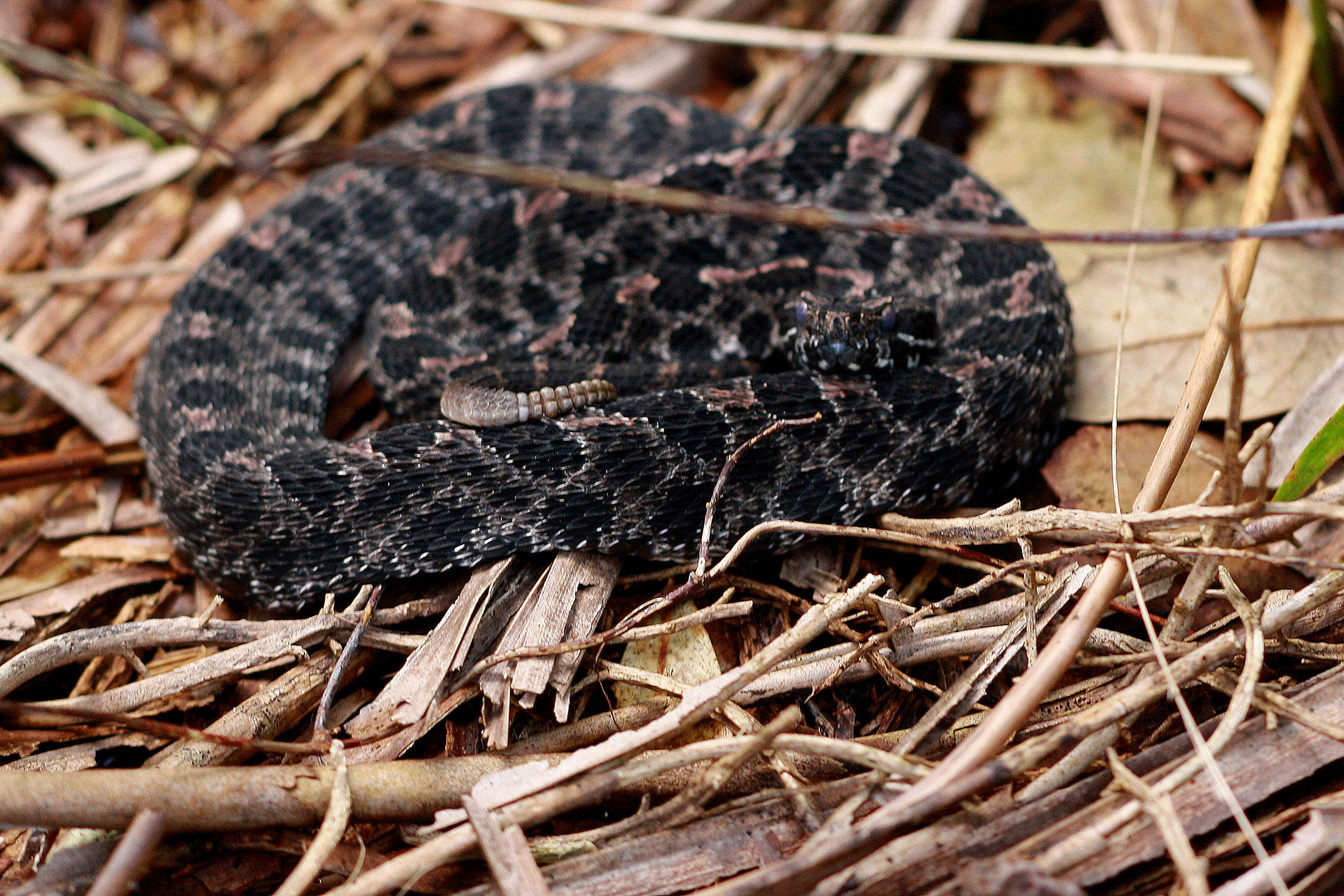 Image of pigmy rattlesnake