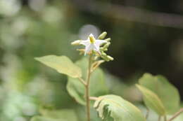 Image of potatotree