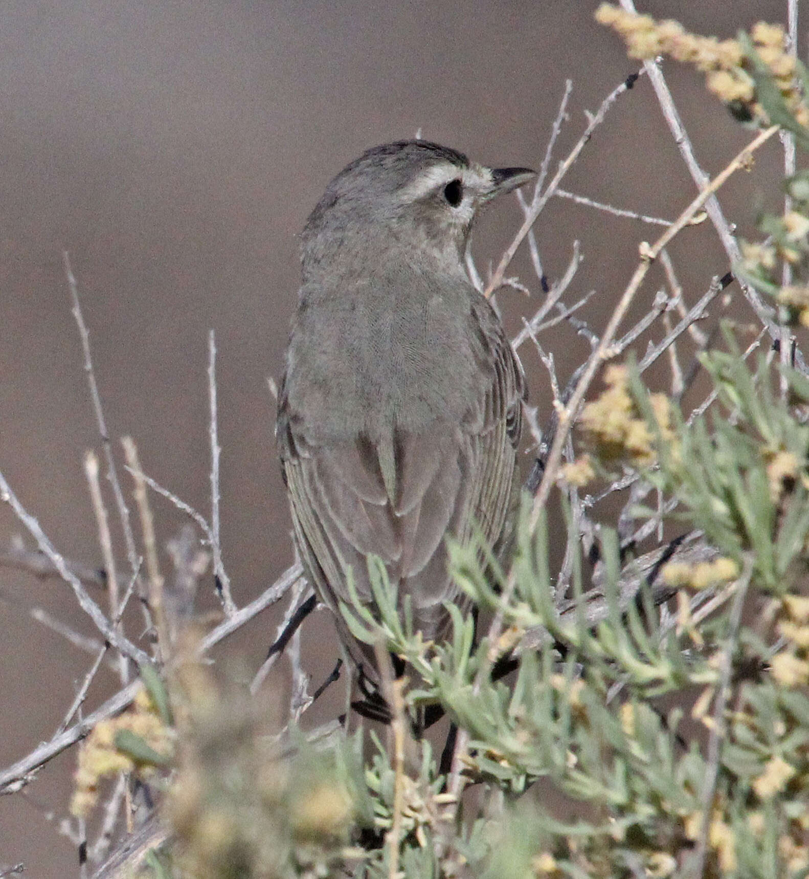 Image of Vireo Vieillot 1808